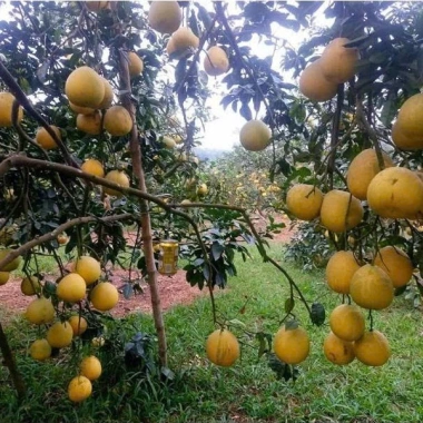 Bưởi Diễn 30 năm tuổi, tép to ngon ngọt, phù hợp thắp hương ngày Tết - Giá ưu đãi 25.350 VND 6