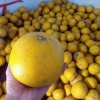 Bưởi Diễn 30 năm tuổi, tép to ngon ngọt, phù hợp thắp hương ngày Tết - Giá ưu đãi 25.350 VND 8