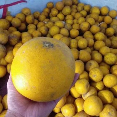 Bưởi Diễn 30 năm tuổi, tép to ngon ngọt, phù hợp thắp hương ngày Tết - Giá ưu đãi 25.350 VND 8