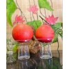 Bưởi đỏ Tiến Vua chưng Tết - Giao nhanh Sài Gòn, Giá ưu đãi 360.000đ (Giá gốc 442.800đ) 4