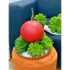 Bưởi đỏ Tiến Vua chưng Tết - Giao nhanh Sài Gòn, Giá ưu đãi 360.000đ (Giá gốc 442.800đ) 5
