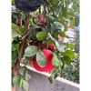 Bưởi đỏ Tiến Vua chưng Tết - Giao nhanh Sài Gòn, Giá ưu đãi 360.000đ (Giá gốc 442.800đ) 8