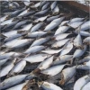 Cá Bạc Má Phơi Khô 1kg Bình Định Nguyên Con Làm Sach Đầu - Hàng Loại 1 Giá 130.000₫ 2