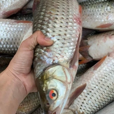 Cá Chầy Sấy Khô 500g Đặc Sản Hồ Thác Bà Hiền Vinh Ăn Liền Giá Giảm 268k 7 Cá Chầy Sấy Khô 500g Đặc Sản Hồ Thác Bà Hiền Vinh Ăn Liền Giá Giảm 268k 7