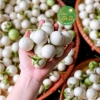 Cà Dầm Tương Thanh Tú 500g - Đặc Sản Xứ Huế Giòn Thơm, Đưa Vị, Giá chỉ 69.600₫ 9