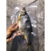 Cá khô Astrakhan Nga loại 1 - Nhiều thịt, con lớn 250-300g, giá ưu đãi 175.000₫ 3