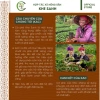 Cà phê BLEND 50% Arabica 50% Robusta Khe Sanh - Rang xay, giá ưu đãi 59.000₫ 4