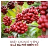 Cà Phê Gu Mạnh Kalacoffee Nguyên Chất Đậm Đắng Thơm Hậu Ngọt Pha Phin và Máy 3