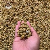 Cà Phê Nhân Sống Robusta S16 S18 5kg Nguyên Chất - Giảm Giá 350k tại GIA AN STORE 2
