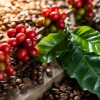 Cà Phê Nhân Sống Robusta S16 S18 5kg Nguyên Chất - Giảm Giá 350k tại GIA AN STORE 4