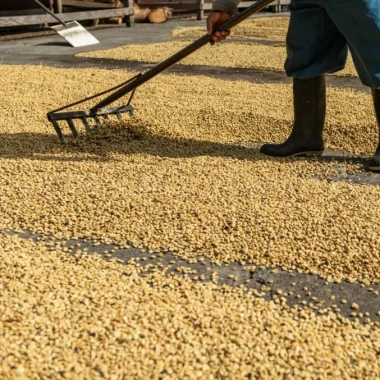 Cà Phê Nhân Sống Robusta S16 S18 5kg Nguyên Chất - Giảm Giá 350k tại GIA AN STORE