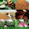 Cà Phê Rang Thủ Công GUCAFE Xay Thô Sẵn, Thanh Lọc Cơ Thể, Giảm Kí - 81k 8