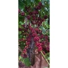 Cà Phê Robusta Honey Process VinHao Farm trên 95% Quả Chín, Rang Mộc 250-500g Giá 59.000đ 5