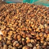 Cà Phê Robusta Honey Process VinHao Farm trên 95% Quả Chín, Rang Mộc 250-500g Giá 59.000đ 9