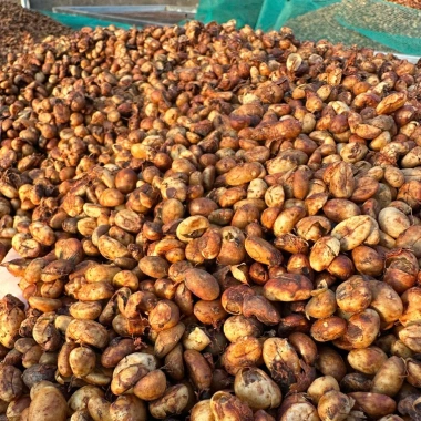 Cà Phê Robusta Honey Process VinHao Farm trên 95% Quả Chín, Rang Mộc 250-500g Giá 59.000đ 9 Cà Phê Robusta Honey Process VinHao Farm trên 95% Quả Chín, Rang Mộc 250-500g Giá 59.000đ 9