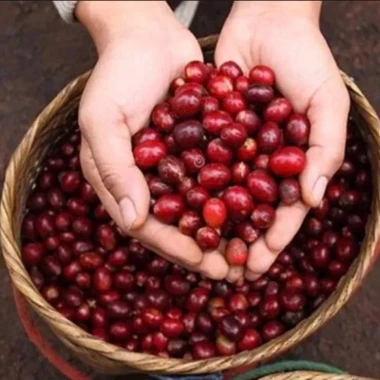 Cà Phê Tấn Ngọc Thượng Hạng Moka Ban Mê Thuột 1KG - Gu Mạnh Vị Đậm, Rang Xay Pha Phin | Gilman Home 5
