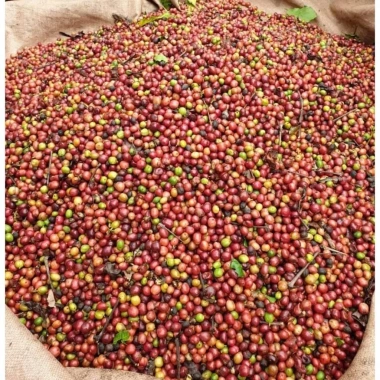 Cà Phê Tấn Ngọc Thượng Hạng Moka Ban Mê Thuột 1KG - Gu Mạnh Vị Đậm, Rang Xay Pha Phin | Gilman Home 6