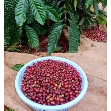 Cà Phê Tấn Ngọc Thượng Hạng Moka Ban Mê Thuột 1KG - Gu Mạnh Vị Đậm, Rang Xay Pha Phin | Gilman Home 7