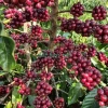 Cà Phê Tấn Ngọc Thượng Hạng Moka Ban Mê Thuột 1KG - Gu Mạnh Vị Đậm, Rang Xay Pha Phin | Gilman Home 9