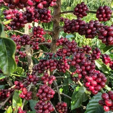 Cà Phê Tấn Ngọc Thượng Hạng Moka Ban Mê Thuột 1KG - Gu Mạnh Vị Đậm, Rang Xay Pha Phin | Gilman Home 9