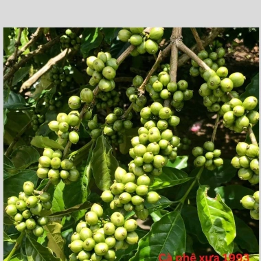 Cafe Mộc Nguyên Chất - Cafe Xưa 1.993 Giá ưu đãi 150.000₫, hương vị đậm đà 5