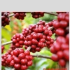 Cafe Mộc Nguyên Chất - Cafe Xưa 1.993 Giá ưu đãi 150.000₫, hương vị đậm đà 6