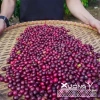 Cafe tươi 100% Robusta Rang Xay Nguyên Chất Đắng Đậm - Xưởng Cà Phê - Giá ưu đãi 95.000₫ 2