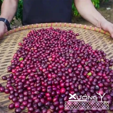 Cafe tươi 100% Robusta Rang Xay Nguyên Chất Đắng Đậm - Xưởng Cà Phê - Giá ưu đãi 95.000₫