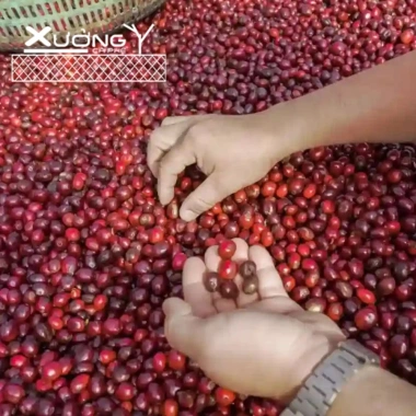 Cafe tươi 100% Robusta Rang Xay Nguyên Chất Đắng Đậm - Xưởng Cà Phê - Giá ưu đãi 95.000₫
