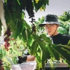 Cafe tươi 100% Robusta Rang Xay Nguyên Chất Đắng Đậm - Xưởng Cà Phê - Giá ưu đãi 95.000₫ 4