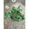 Cải Kale Xanh - Cây Bầu Ổn Định Như Hình, Giá Chỉ 16.000₫, Giảm 20%