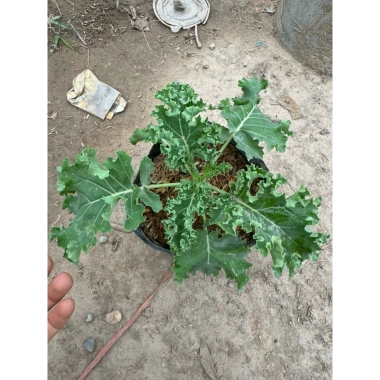 Cải Kale Xanh - Cây Bầu Ổn Định Như Hình, Giá Chỉ 16.000₫, Giảm 20%