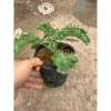 Cải Kale Xanh - Cây Bầu Ổn Định Như Hình, Giá Chỉ 16.000₫, Giảm 20% 2