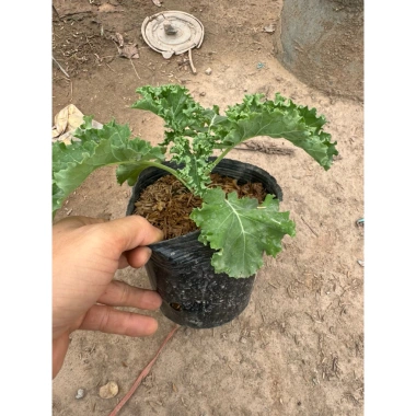Cải Kale Xanh - Cây Bầu Ổn Định Như Hình, Giá Chỉ 16.000₫, Giảm 20%