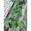 Cải Kale Xanh - Cây Bầu Ổn Định Như Hình, Giá Chỉ 16.000₫, Giảm 20% 3