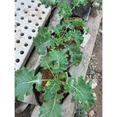 Cải Kale Xanh - Cây Bầu Ổn Định Như Hình, Giá Chỉ 16.000₫, Giảm 20%