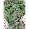 Cải Kale Xanh - Cây Bầu Ổn Định Như Hình, Giá Chỉ 16.000₫, Giảm 20% 4