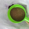 Cám cá Koi 3kg - Tăng size mạnh, lên màu chuẩn, chỉ 45k cho cá cảnh & chép 7