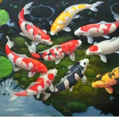Cám cá Koi 3kg - Tăng size mạnh, lên màu chuẩn, chỉ 45k cho cá cảnh & chép