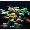 Cám dán Artemia 70g đa năng - Dán hồ kính, xi măng, thùng xốp, giá ưu đãi 75.000₫ 8
