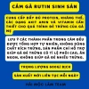 Cám Gà Rutin Sinh Sản Hải Mộc Lâm 680g – Tăng Trứng, Ổn Định Thể Trạng, 18.500 VND 2