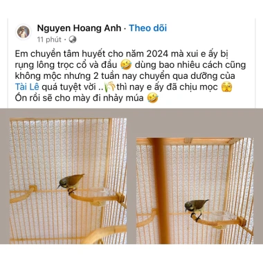 Cám Hút Mật Dưỡng Tài Lê Combo 10 Gói Xanh - Năng Lượng Tự Nhiên Cho Chim, Giá ưu đãi 205.000 VND