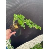 Cần Thăng Tán Dài 25cm Siêu Bền, Giá Ưu Đãi 115k - Dễ Lắp Đặt, Hiệu Suất Tối Ưu 3