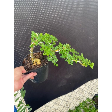 Cần Thăng Tán Dài 25cm Siêu Bền, Giá Ưu Đãi 115k - Dễ Lắp Đặt, Hiệu Suất Tối Ưu 3
