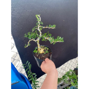 Cần Thăng Tán Dài 25cm Siêu Bền, Giá Ưu Đãi 115k - Dễ Lắp Đặt, Hiệu Suất Tối Ưu 5