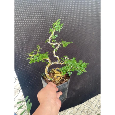 Cần Thăng Tán Dài 25cm Siêu Bền, Giá Ưu Đãi 115k - Dễ Lắp Đặt, Hiệu Suất Tối Ưu 6