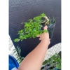 Cần Thăng Tán Dài 25cm Siêu Bền, Giá Ưu Đãi 115k - Dễ Lắp Đặt, Hiệu Suất Tối Ưu 7