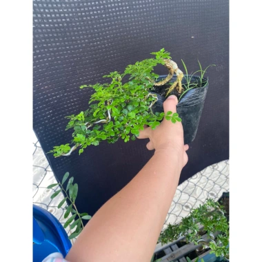 Cần Thăng Tán Dài 25cm Siêu Bền, Giá Ưu Đãi 115k - Dễ Lắp Đặt, Hiệu Suất Tối Ưu 7