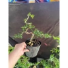 Cần Thăng Tán Dài 25cm Siêu Bền, Giá Ưu Đãi 115k - Dễ Lắp Đặt, Hiệu Suất Tối Ưu 8