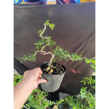 Cần Thăng Tán Dài 25cm Siêu Bền, Giá Ưu Đãi 115k - Dễ Lắp Đặt, Hiệu Suất Tối Ưu 8